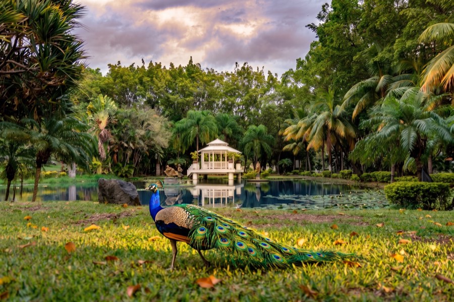 Pavorreal en los jardines del hotel junto al lago y el kiosco